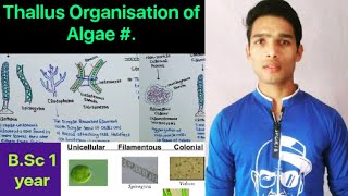 Thallus structure and Organisation Algae [upl. by Weidar782]