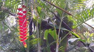 Heliconia rostrata  Hanging Lobster Claw Tropical Flower  Bird of Paradise [upl. by Eki]