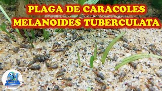 Plaga de Caracoles en el Acuario Melanoides Tuberculata [upl. by Biddle]