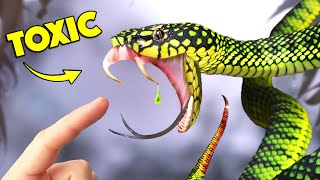 Bite of Rare Snake has Mysterious Venom [upl. by Nester]