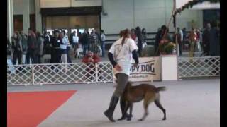 Malinois dog dancing [upl. by Aranaj497]