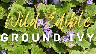 🌿 Ground Ivy An Aromatic Wild Edible To Add To Your Repertoire Of Plants [upl. by Babette423]