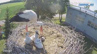 Bocian wyrzuca młodego bociana z gniazda  zambrow bocian livecam gniazdo [upl. by Barsky]