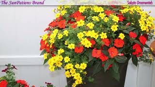 SunPatiens Wins Medal of Excellence for Marketing 2016 [upl. by Jc447]