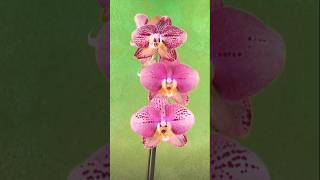 Keep orchids blooming longer with these 2 simple tips 🌸 [upl. by Yleme]