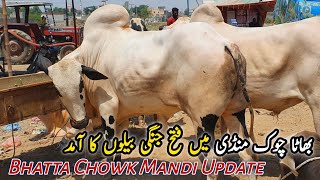 Bhatta Chowk Mandi Latest Update June 2024  Biggest Heavyweight Fatehjangi Bulls [upl. by Neelahtak965]