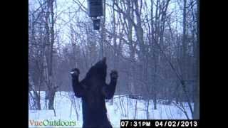 Black bear taking down Moultrie feeder [upl. by Katharyn295]