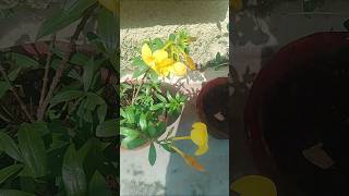 Allamanda flower 🌼beautiful permanent flowersflowers gardening plants wow nature [upl. by Rebm]