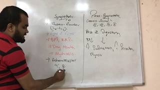 SYMPATHTIC VS PARASYMPATHETIC PArT 12 [upl. by Notniw]