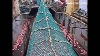 mv Ran  Full codend of Red Fish [upl. by Codee]