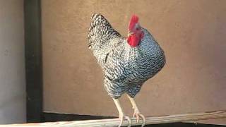 Barred Rock Rooster Crowing [upl. by Nailuj937]