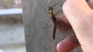 Catchandrelease of Dobsonfly ヤマトクロスジヘビトンボの捕獲と飛翔 [upl. by Isdnyl56]