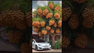 The Best way to Grow Longan Fruit at Home  S Fruit and Nature  shortvideoshortsfeed fruitlovers [upl. by Fayth]