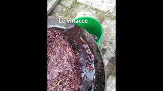 Le vinacce del Merlot [upl. by Ahtimat]