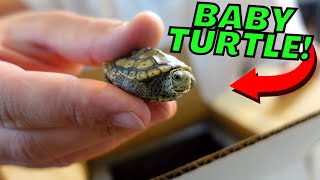 LIVE BABY Turtle Unboxing Ornate Diamondback Terrapin [upl. by Guerin304]