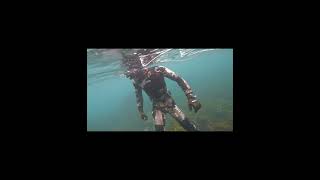 Wellington dive trip with the whanau [upl. by Goober286]