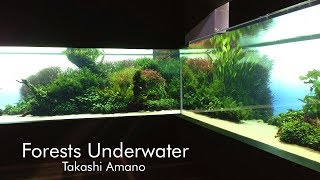 Forests Underwater  Worlds Largest Aquascape by Takashi Amano [upl. by Akayas]