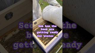 Bees are getting ready for winter shorts beekeeping beekeeper honeybee vancouverisland bee [upl. by Orv]