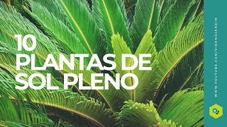 10 PLANTAS de SOL PLENO [upl. by Nirraj]