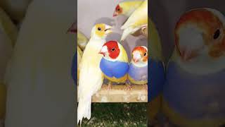 Gouldian finchFinchFinchesexotic birdsBreeding season shorts shortvideo viralshorts birds [upl. by Akaya896]