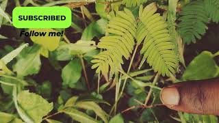 mimosa pudica  Touch me do not plant ☘️  plants  trending mimosapudica viralvideo ytvideo [upl. by Emmeline580]