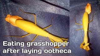 Mantis breakfast with grasshoppers after laying ootheca [upl. by Ilahtan]