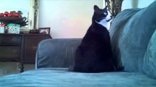 Deaf Cat Confusing Wake Up [upl. by Asela]