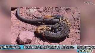 巨型蜈蚣与蛇搏斗 从蛇体内破肚而出 Giant centipede and snake fight from the snake body broken out [upl. by Seigler]