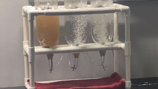 DIY brine shrimp hatchery out of pvc [upl. by Fillander]