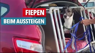 16 trainingstipp hund fiept und bellt beim aussteigen [upl. by Peers]