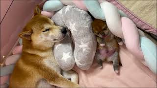 Les chiots chantent en dormant  shiba cute pets [upl. by Duwad77]