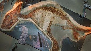 12 BEST Preserved Fossils [upl. by Yesoj783]