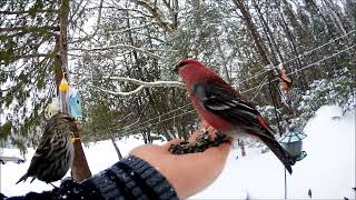 Pine Grosbeak amp RedBreasted Nuthatch [upl. by Romalda]