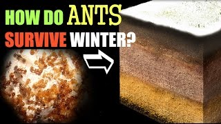 How Ants Survive the Winter [upl. by Foulk]