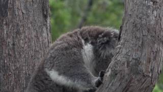 Violent koala interaction [upl. by Cummings]