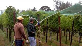 In the Vineyard  Installing Bird Netting [upl. by Treble]