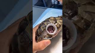 غطاء زجاجة ينقذ حياة سلحفاة 🤔🐢 [upl. by Reltuc]