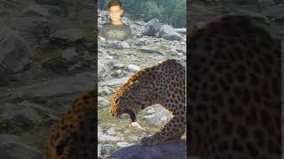 Leopard With Other Wild Life Animal [upl. by Aneeroc97]