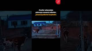 Konfor alanından çık 🔥 Potansiyelini keşfet motivasyon konforalanı motivation [upl. by Hoang]