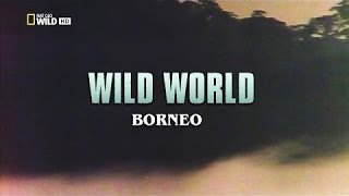 Wild World Borneo HD [upl. by Ydnar]