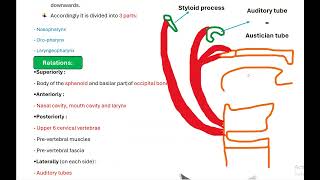 Anatomy of pharynx part one [upl. by Blus706]