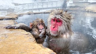 Japanese Onsen Ryokan Where You Can Bathe with Snow Monkeys🐒♨️  Jigokudani Snow Monkey Park  ASMR [upl. by Kalie]