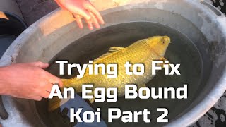 Trying to fix an egg bound koi Part 2 [upl. by Harikahs]