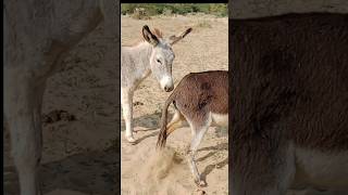 Donkey ghadha ytshorts shortsfeed viarlvideo [upl. by Ennairoc]