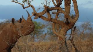 Rhino Charge  Ivan Carter [upl. by Eelnyl355]