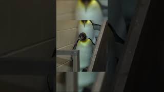 These PENGUINS Just Finished their SHIFT shorts animals penguins funny [upl. by Gilpin]