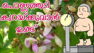 ഉങ്ങ്  pongamia pinnata tree  Ungu  പുങ്ക്  Pongame oil tree  indian beech  പൊങ്ങ്  pongam [upl. by Ssew]