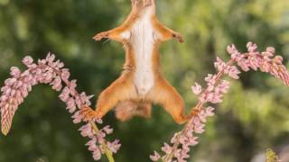 red squirrels doing karate [upl. by Avner]