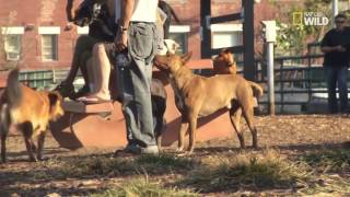 Cesar 911 Dog Fight Deleted Scenes [upl. by Anaeda486]