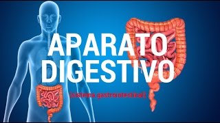 Aparato digestivo sistema gastrointestinal [upl. by Aneele]